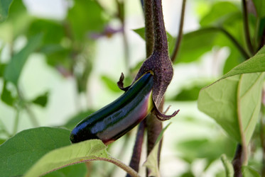 Similar image 730184