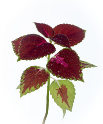 Similar image 730522