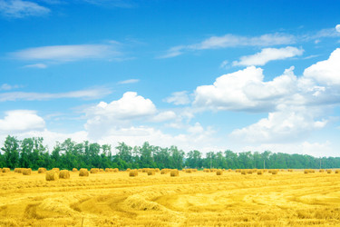 Similar image 730711