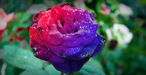 Similar image 730742