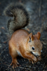 Similar image 731116