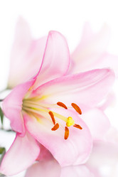 Similar image 731788