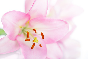 Similar image 731789