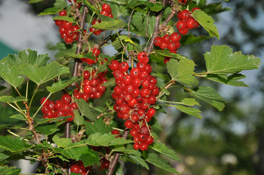 Similar image 731975