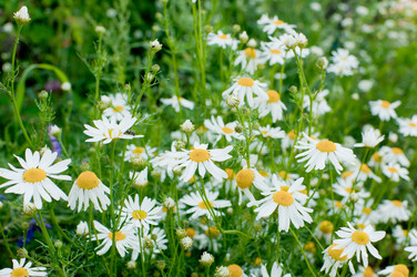 Similar image 732026