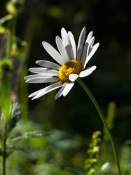 Similar image 732246