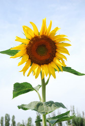 Similar image 732348