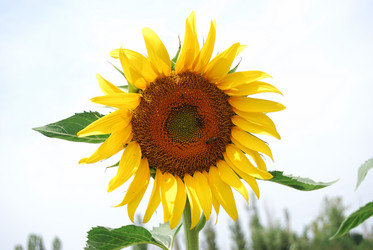 Similar image 732349