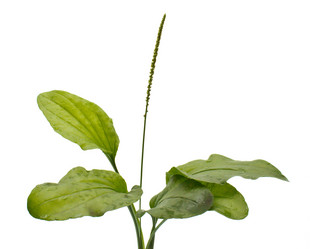 Similar image 732558