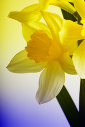 Similar image 732603