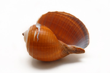 Similar image 732791