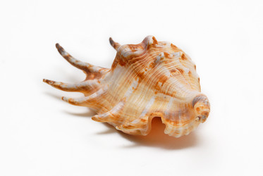 Similar image 732794