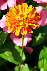 Similar image 732965