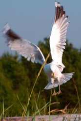 Similar image 733448