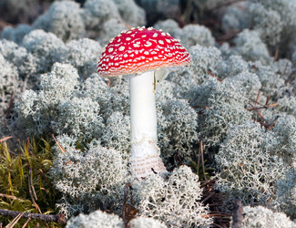 Similar image 733460