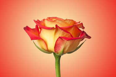 Similar image 733555