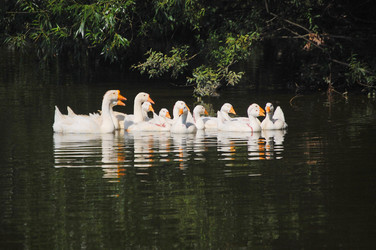 Similar image 733581