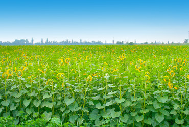 Similar image 733671