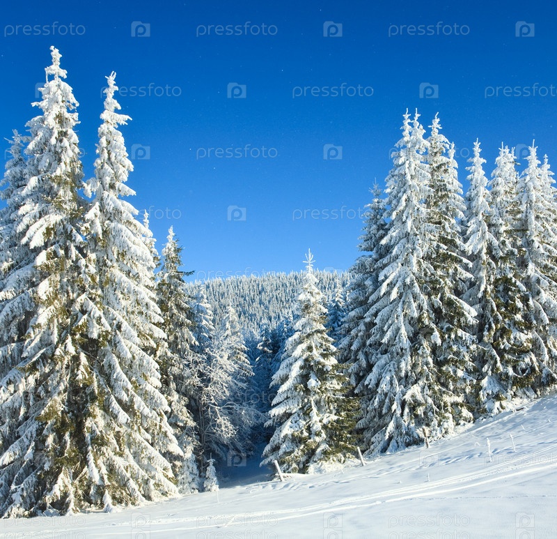 Фотография на тему Заснеженный лес | PressFoto
