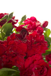 Similar image 733863