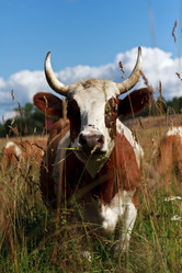 Similar image 734564