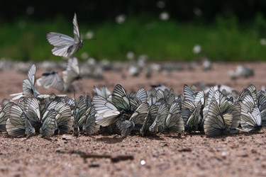 Similar image 734856