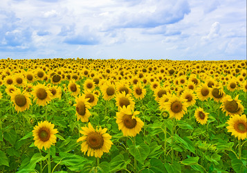 Similar image 734927