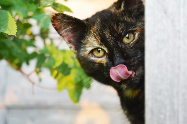 Similar image 735365