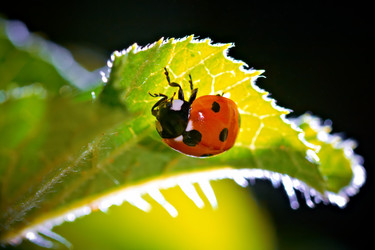 Similar image 735395