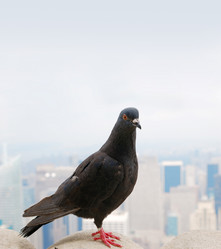 Similar image 735673