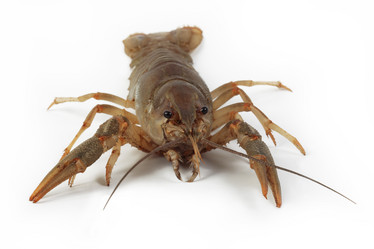 Similar image 735820