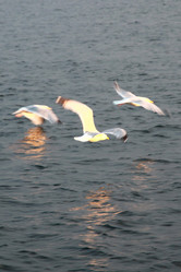 Similar image 736074