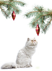 Similar image 736130