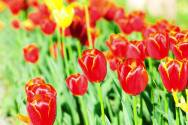 Similar image 736235