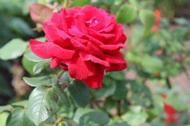 Similar image 736476