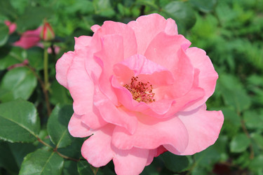 Similar image 736477