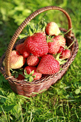 Similar image 736636