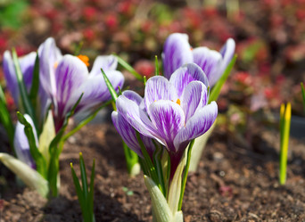 Similar image 736723