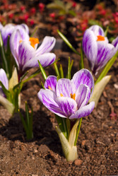 Similar image 736724