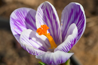 Similar image 736729