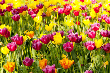 Similar image 737186