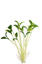 Similar image 737208