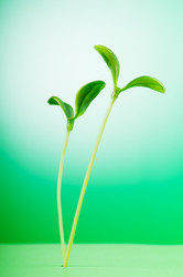 Similar image 737211