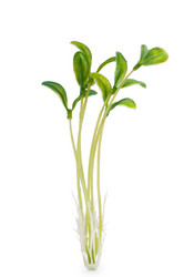 Similar image 737264