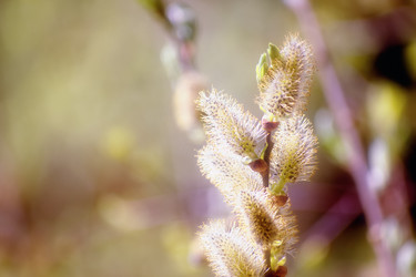 Similar image 737466