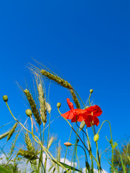 Similar image 738347