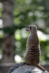 Similar image 738371