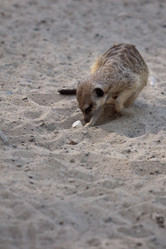 Similar image 738373