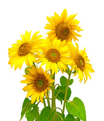 Similar image 738911