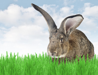 Similar image 740458